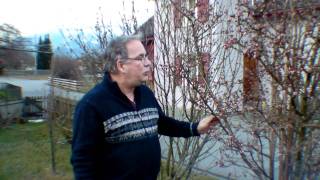 Winterschneeball   Viburnum Bodnantense