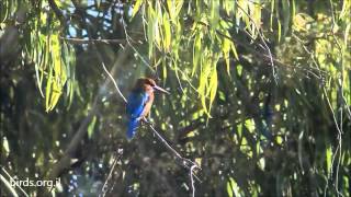 White throated Kingfisher - Halcyon smyrnensis - לבן חזה