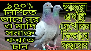 ১০০% নিশ্চিত ভাবে নর ও মাদি কবুতরকি সনাক্ত করতে চান, তাহলে ভিডিওটি এখনি দেখেনিন।