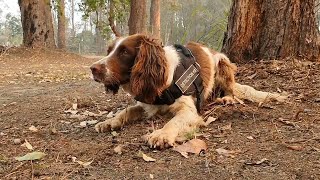 オーストラリア山火事で活躍 "コアラ探知犬"