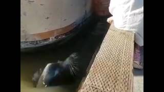 Sea Lion Grabs Young Girl From Dock and Pulls Her Underwater