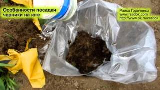 Особенности посадки черники на юге