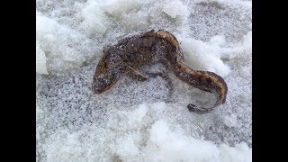 Зимняя ночная рыбалка на налима