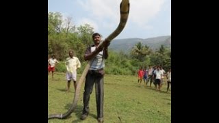 15-FEET LONG KING COBRA CAPTURED IN INDIA