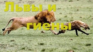 Львы и гиены. Кто победит? Львы против гиен видео. Дикие львы и гиены