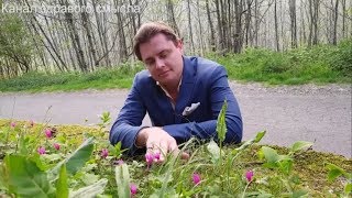 Весенние цветы юга Италии: Boule de Neige, додекатионы и нарцисс...