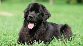 Newfoundland