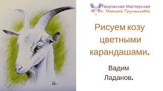 Рисуем козу цветными карандашами. Вадим Ладанов