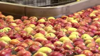 Линия для сортировки и калибровки яблок (Line for sorting and grading of apples)