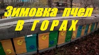 Зимовка пчёл в горах Краснодарского Края.Двух маточное содержание пчела семей.Кочёвка на зимовку.