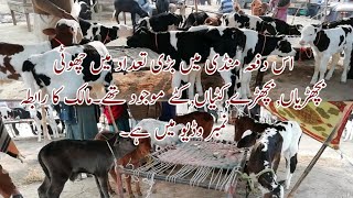 Information for small Bachdian, bachdy, katian, katy for sale in janwar mandi doli shaheed jhang 21