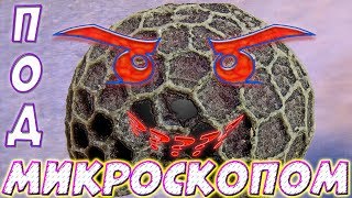 Семена, наногубка и гипс - Под микроскопом