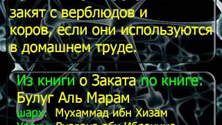 1617 Выплачивается ли закят с верблюдов и коров, если они используются в домашнем труде