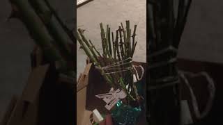 Посылка с розами из питомника роз "Элит"!!!  Распаковка и обзор саженцев роз.