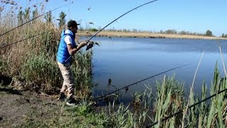 Жаркая Рыбалка на Сазана! Ловля сазана в Краснодарском Крае!