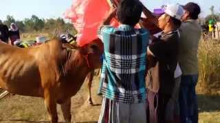AROSBAYA BULLRACE TEAM ( Karapan Sapi Madura )
