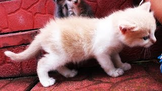Наши КОШКИ И КОТЫ Видео Для Детей