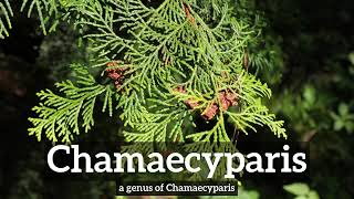 How Does Chamaecyparis Look? | How to Say Chamaecyparis in English? | What is Chamaecyparis?