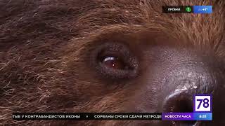 Зверское утро: ленивец