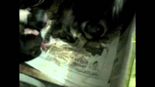 My shih Tzu giving birth to her 7 puppies 2013