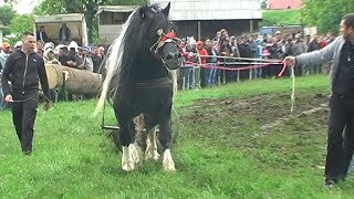 Caii lui Soricelul Gilau 2014 Tractiune