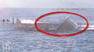 10 Megalodon Caught on Camera & Spotted In Real Life!