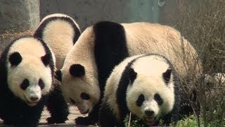 Panda cubs in Chengdu 　子パンダ　成都繁育基地