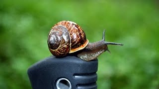 BONECRUSHERS. Нож ШТОРМ кузница Ю.М.Сёмина. Уличный тест