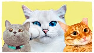 САМЫЕ ЗНАМЕНИТЫЕ КОТИКИ В ИНТЕРНЕТЕ #2