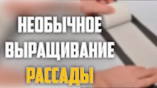 НЕОБЫЧНОЕ ВЫРАЩИВАНИЕ РАССАДЫ