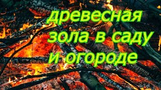 древесная зола в саду и огороде