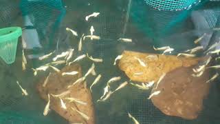 Guppy  full gold ribbon ( cá bảy màu vàng có râu dài )