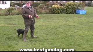 Hunting Dog Training (Pre-Training Part 1)