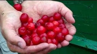 Что такое подагра: чем лечить подагру ~ питание, диета при подагре
