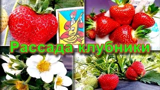 продам рассаду клубники Альба, Клери, Хоней, Румба, Чамора туруси, Джоли, Роксана, Альбион
