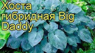 Хоста гибридная Биг Дэдди. Краткий обзор, описание характеристик hosta hybrida Big Daddy
