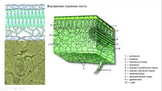 Урок №12.2 "Лист. Внутреннее строение листа"