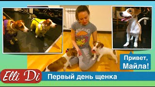 Первый день щенка в доме. Две собаки. Щенок джек рассел терьер Майла.