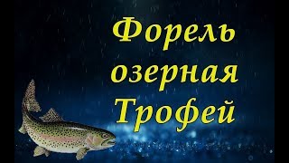 Форель озерная трофей оз.Куори Русская рыбалка 4