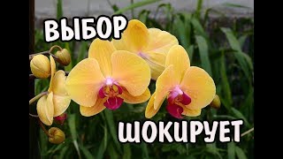 ОРХИДЕИ в ЭПИЦЕНТРЕ (ОБИ) # выбор просто  ШОКИРУЕТ