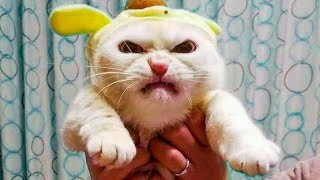 Я РЖАЛ ЦЕЛЫЙ ЧАС /СМЕШНЫЕ ЖИВОТНЫЕ/ТЕСТ НА ПСИХИКУ/ ПОПРОБУЙ НЕ ЗАСМЕЯТЬСЯ#107