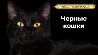 Черная кошка, черный кот. О кошках черного окраса.
