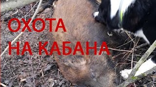 Охота с лайкой на кабана