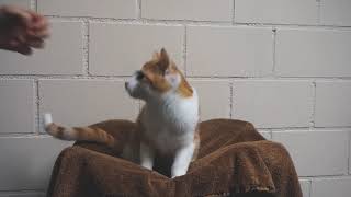 Katze entwurmen