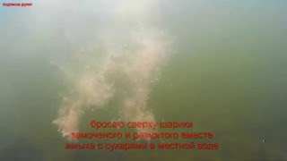 реакция карпа на прикормку - жмых с сухарями