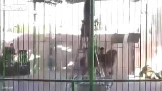 Lion ATTACKS lion tamer at Egypt circus in front of audience