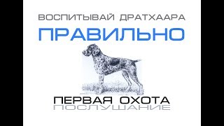 Воспитание молодого дратхаара. Охота на куропатку и фазана.