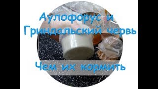 Самый полезный корм для аулофоруса и гриндальского червя своими руками
