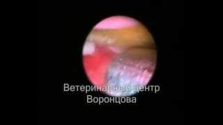 Удаление соломинки из носа у собаки