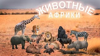 Африканские животные и их детёныши. Звуки африканских животных. Развивающее видео.